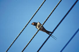 Oreneta ("Delichon urbicum")