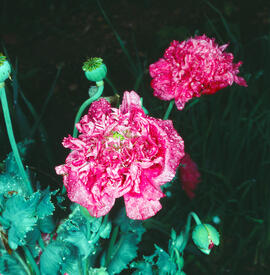 Cascall ("Papaver somniferum")