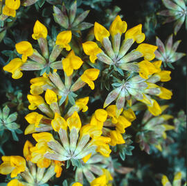Lot d'aiguamoll ("Lotus pedunculatus")