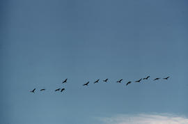 Esbart de grues
