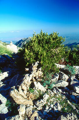 Serra de Tramuntana, vegetació de muntanya