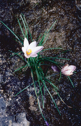 "Crocus biflorus"