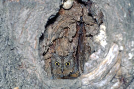 Mussol petit ("Otus scops")