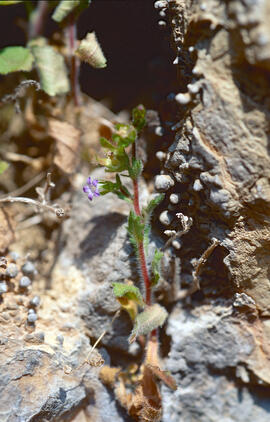 "Campanula erinus"