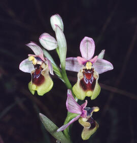 Abellera vermella ("Ophrys tenthredinifera")