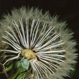 Dent de lleó ("Taraxacum officinale")