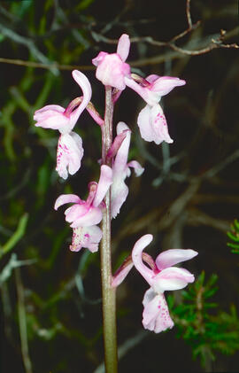 Orquídia ("Orchis mascula")