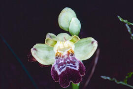 Mosca vermella ("Ophrys tenthredinifera")