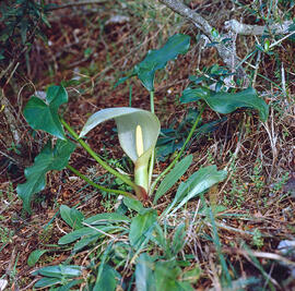 Sariassa ("Arum italicum")