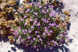 Centaura ("Centaurium pulchellum")