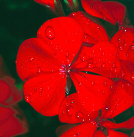 Gerani ("Geranium dissectum")