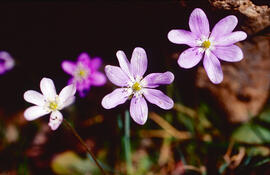 Herba fetgera ("Hepatica nobilis")