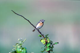 Vitrac ("Saxicola rubicola")