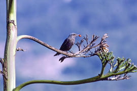 Pàssera ("Monticola solitarius") amb un fruit al bec