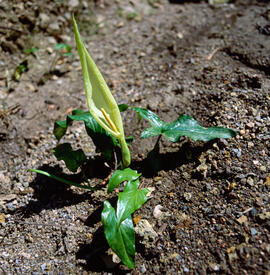Sariassa ("Arum italicum")