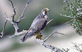 Falcó ("Falco peregrinus")