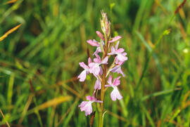 Botons de gos ("Anacamptis palustris")