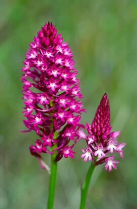 Orquídia piramidal ("Anacamptis pyramidalis")