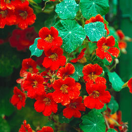 Caputxina petita ("Tropaeolum minus")