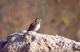 Terrerola comuna ("Calandrella brachydactyla")