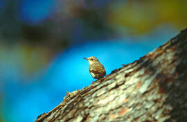 Picamosques ("Muscicapa striata")