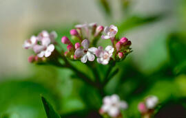 Valeriana ("Valeriana officinalis")