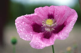 Cascall ("Papaver somniferum")