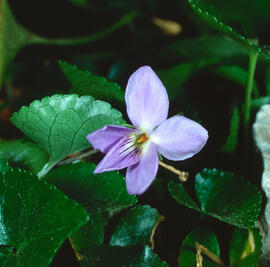 Rabassa llenyosa ("Viola arborescens")