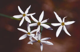 Narcís ("Narcissus obsoletus")