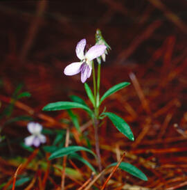 Viola ("Viola lanceolata")