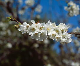 Ametller ("Prunus dulcis")