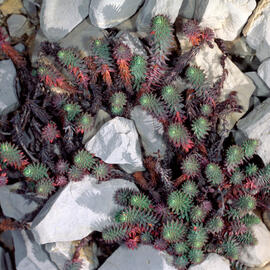 Crespinell gros ("Sedum sediforme")