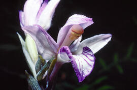 Clavell violaci ("Limodorum abortivum")