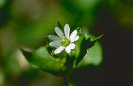 Morró ("Stellaria media")