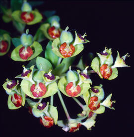Floreta de pastor ("Euphorbia rigida")