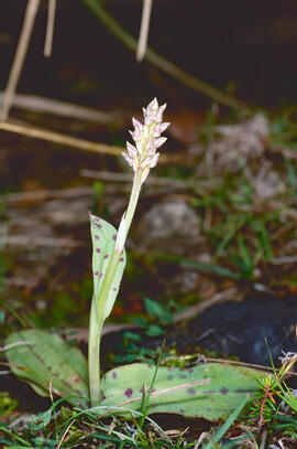 Orquídia ("Neotinea tridentata")