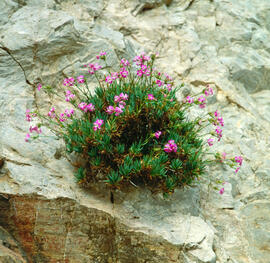 Clavell ("Dianthus rupicola")