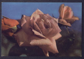 image 01