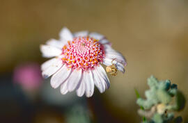 Margalida ("Bellis perennis")