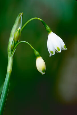 Assa ("Leucojum aestivum")