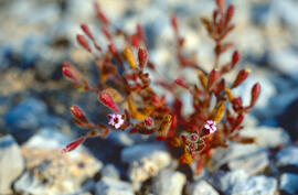 Herba salada ("Salicornia europaea")