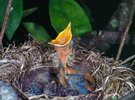 Poll de merla comuna ("Turdus merula")