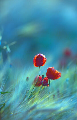 Rosella ("Papaver dubium")