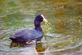 Fotja ("Fulica atra")