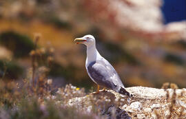 Gavina ("Larus michahellis")