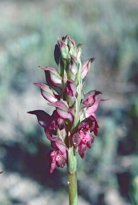 Abellera olorosa ("Anacamptis coriophora")