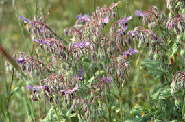 Borratja ("Borago officinalis")