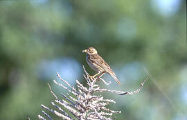 Sól·lera ("Emberiza calandra")