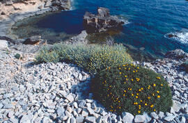 Gravit marí ("Pallenis maritima")
