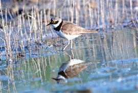 Tiruril·lo ("Charadrius alexandrinus")